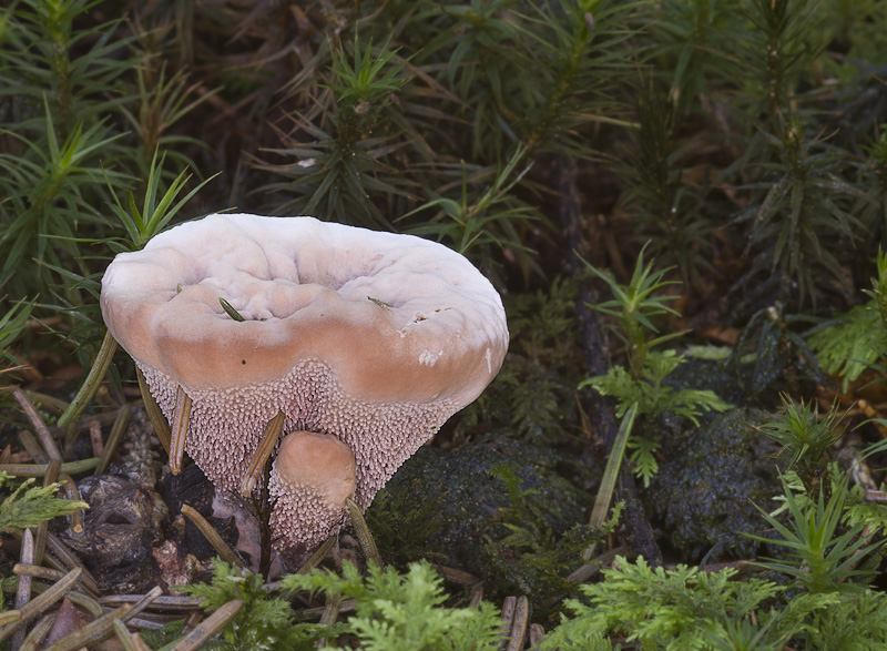 Hydnellum ferrugineum